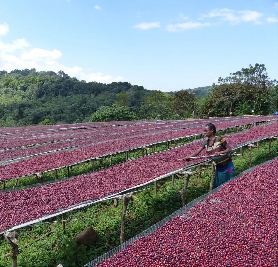 Cafe de ETIOPÍA_Finca Shantawene