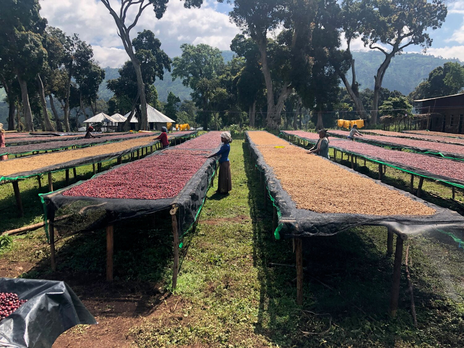 Cafe de ETIOPÍA_Finca Shantawene