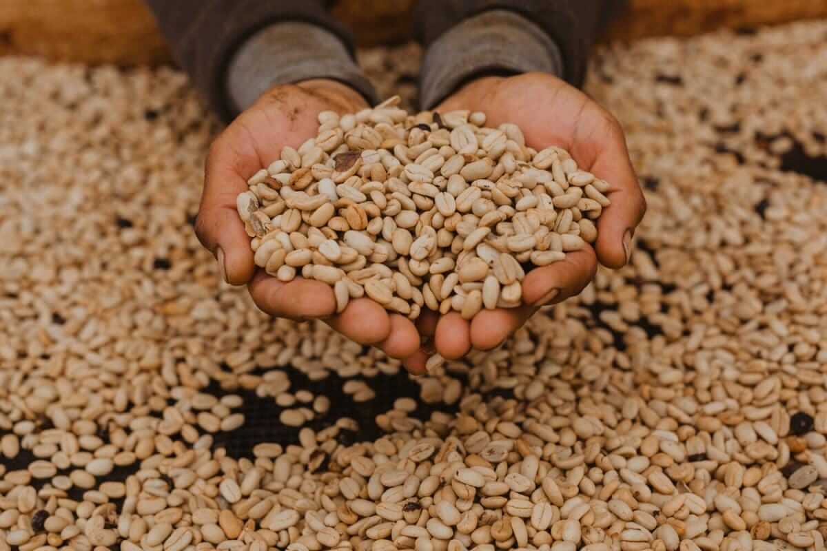 Cafe de COLOMBIA_Finca Santa Bárbara
